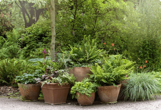 garden